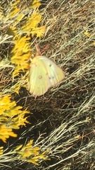 Colias eurytheme