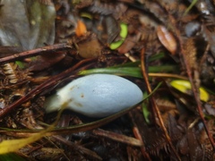 Clavogaster virescens