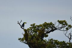 Ramphastos sulfuratus