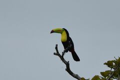 Ramphastos sulfuratus