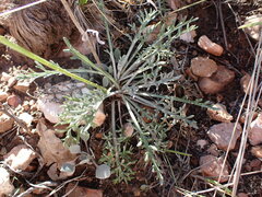 Hymenopappus filifolius