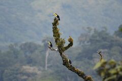 Ramphastos sulfuratus