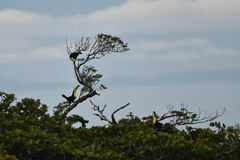 Ramphastos sulfuratus