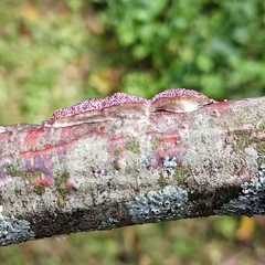 Trichaptum subchartaceum