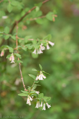 Symphoricarpos rotundifolius