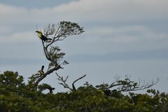 Ramphastos sulfuratus