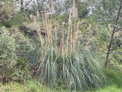 Cortaderia selloana