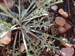 Hymenopappus filifolius