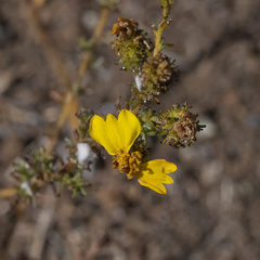 Holocarpha virgata virgata