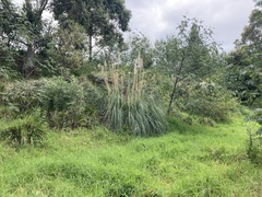 Cortaderia selloana