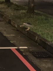 Nycticorax nycticorax