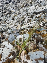 Vahlodea atropurpurea