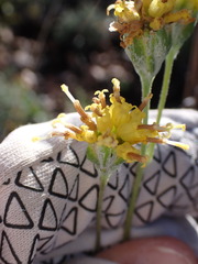 Hymenopappus filifolius