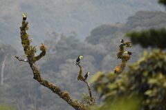 Ramphastos sulfuratus