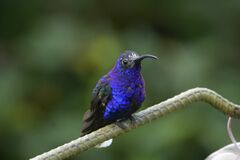 Campylopterus hemileucurus