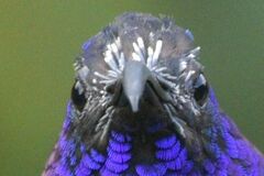 Campylopterus hemileucurus