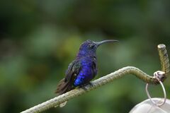 Campylopterus hemileucurus