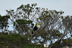 Ramphastos sulfuratus