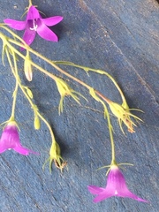 Campanula lusitanica