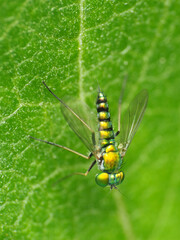 Condylostylus caudatus