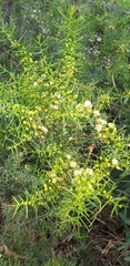 Acacia rupicola