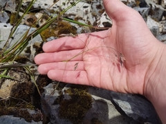 Vahlodea atropurpurea