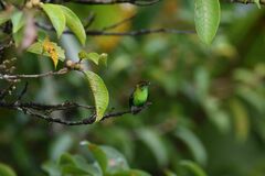 Microchera cupreiceps