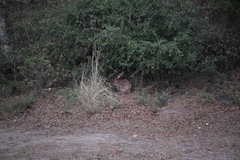 Lagomorpha