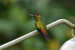 Microchera cupreiceps