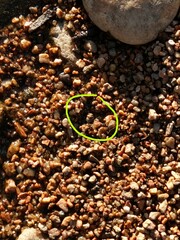 Gelastocoris oculatus