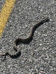 Crotalus oreganus oreganus