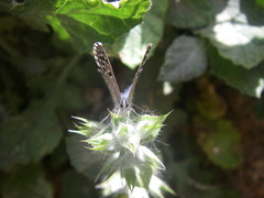 Pseudophilotes abencerragus