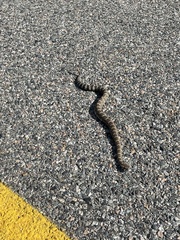 Crotalus oreganus oreganus