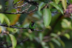 Microchera cupreiceps