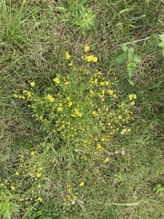 Senecio madagascariensis