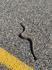 Crotalus oreganus oreganus