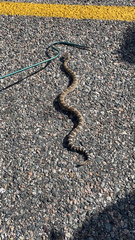 Crotalus oreganus oreganus