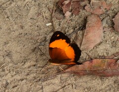 Cupha prosope