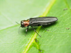 Agrilus ruficollis