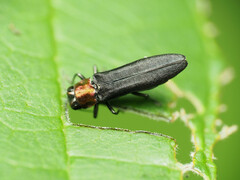 Agrilus ruficollis