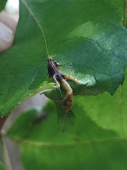 Phylloxera caryaevenae