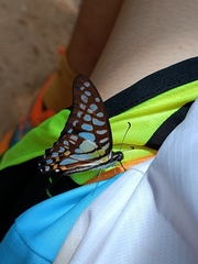Graphium bathycles