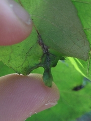 Phylloxera caryaevenae
