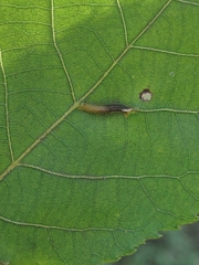 Phylloxera caryaevenae