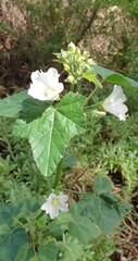 Malva weinmanniana