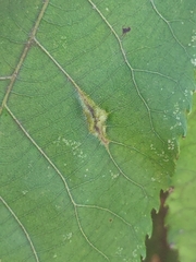 Phylloxera caryaevenae