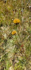 Balduina uniflora