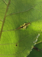 Phylloxera caryaevenae