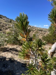 Pinus albicaulis