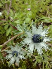Eryngium heterophyllum